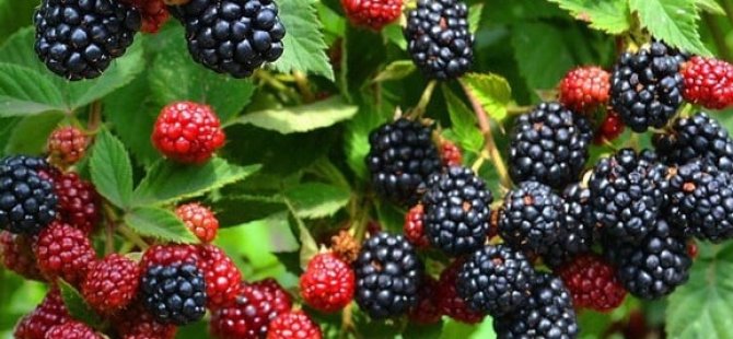 Büyükşehir’den yüzde 50 hibeli meyve fidanı