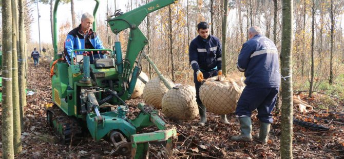 Büyükşehir’in yetiştirdiği on binlerce fidan kente nefes oluyor