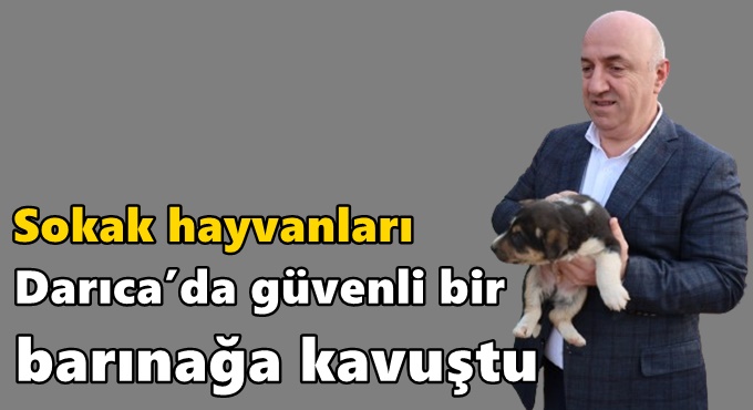Sokak hayvanları Darıca’da güvenli bir barınağa kavuştu