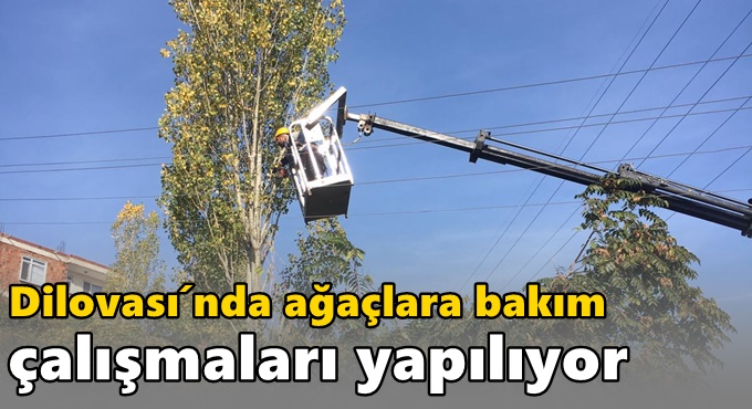 Dilovası´nda Ağaçlara Bakım Çalışmaları Yapılıyor