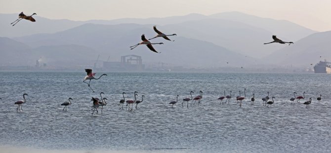 İzmit Körfezi’nde 351 flamingo kanat çırpıyor