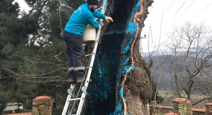 Büyükşehir’den 100 yıllık çınara tedavi