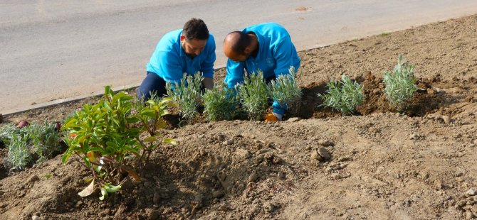 Büyükşehir, refüjleri ağaçlandırıyor