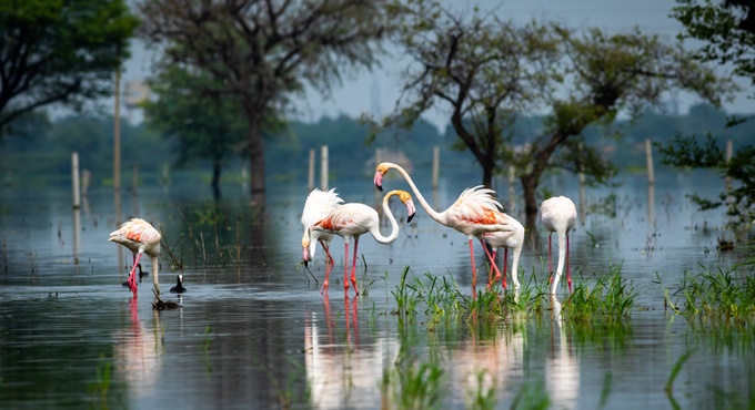 TEMA Vakfı: Biyolojik çeşitliliğin korunması için "Planın Parçası Olun" ve geleceği şekillendirin!