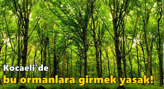 Kocaeli’de bu ormanlara girmek yasak!
