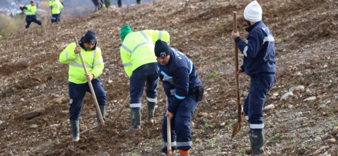 Kocaeli’de 4 bin ağaç toprakla buluşturuluyor