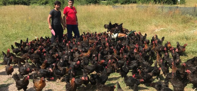 Üreticiye yüzde 50 hibeli yumurta tavuğu desteği
