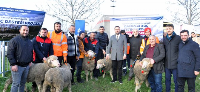 Büyükşehir’den üreticilere damızlık koç desteği