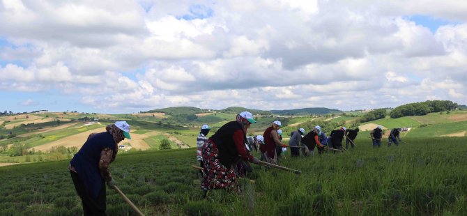 Tıbbi ve aromatik bitkilerin bahar temizliği yapılıyor