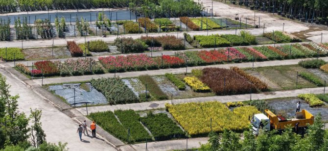 Büyükşehir’in fidanlığı Kocaeli’ni yeşillendiriyor