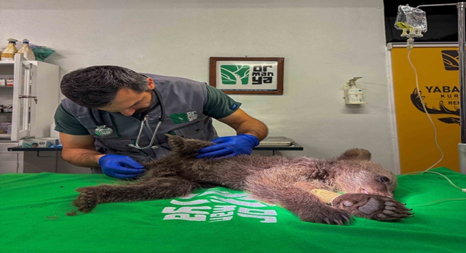 Yavru ayı Ormanya’da tedavi altında