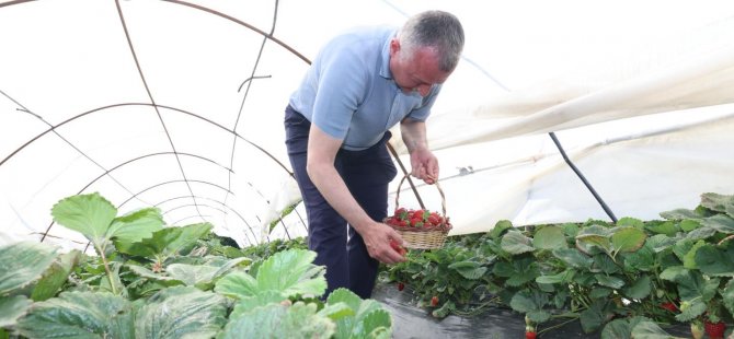 Başkan Büyükakın çilek hasadına katıldı