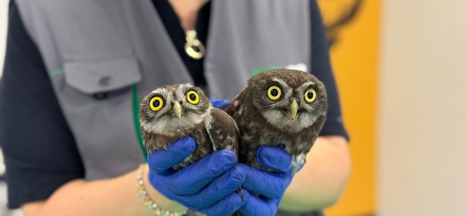 İtfaiyeden baykuş operasyonu