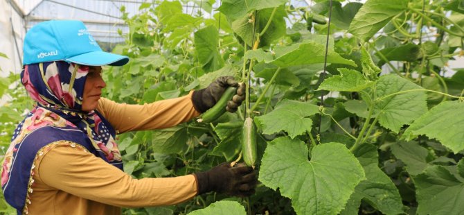Modern seralarda hasat bereketi