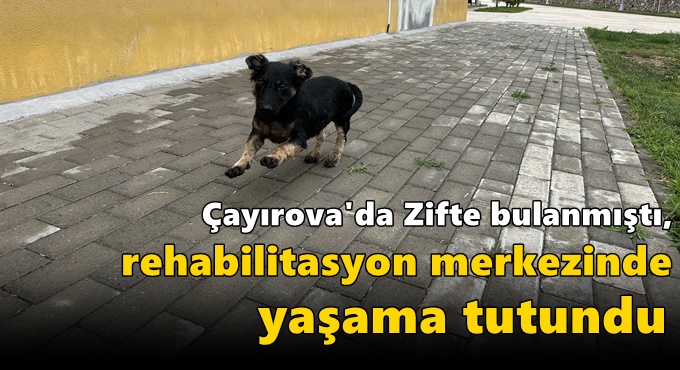 Zifte bulanmıştı, rehabilitasyon merkezinde yaşama tutundu
