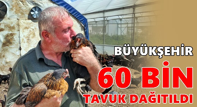 Büyükşehir, yüzde 50 hibeli tavuk dağıtıyor!