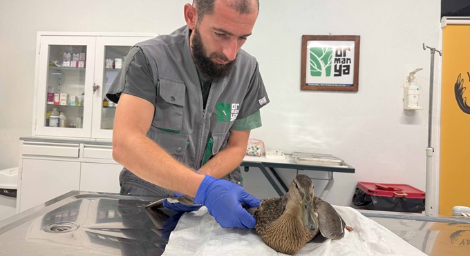 Yorgun ördeğin yardımına Büyükşehir yetişti