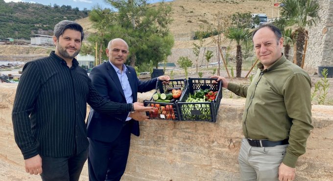 Körfez’de ata tohumunun ilk hasadı yapıldı