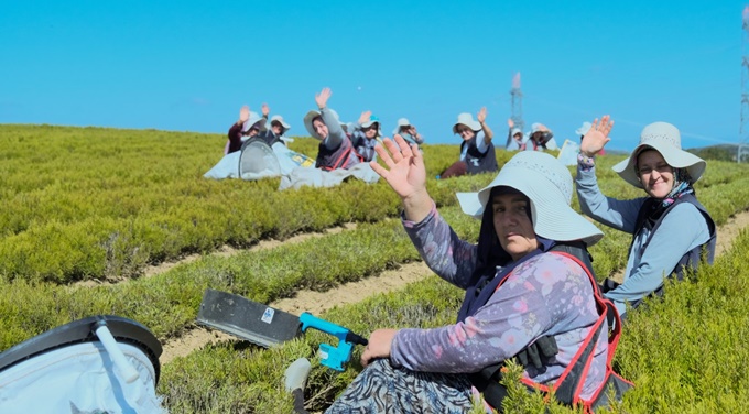 5 MİLYON FİDE TOPRAKLA BULUŞTU