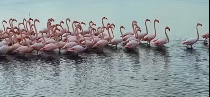 Büyükakın büyüleyen görüntüleri paylaştı;İzmit Körfezi’nde pembe flamingoların dansı