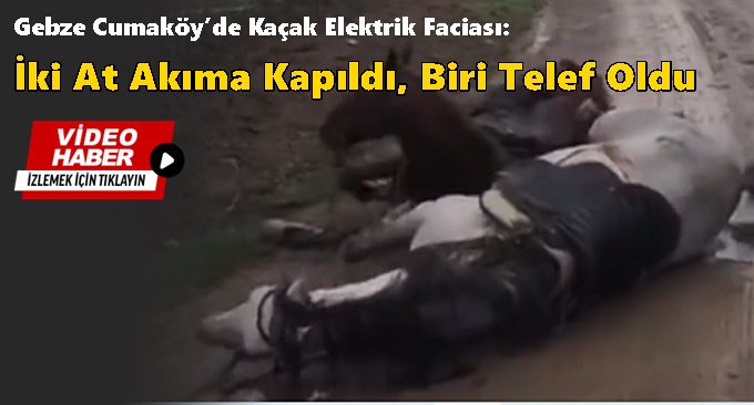 Kaçak Elektrik Faciası: İki At Akıma Kapıldı, Biri Telef Oldu