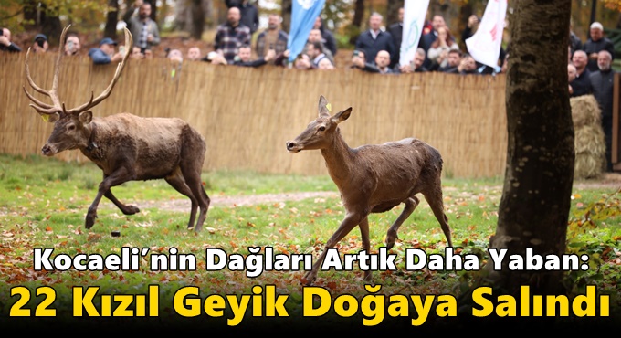 Doğaya Saygı, Geleceğe Miras: Kızıl Geyikler Samanlı Dağları’nda Yaşam Buldu