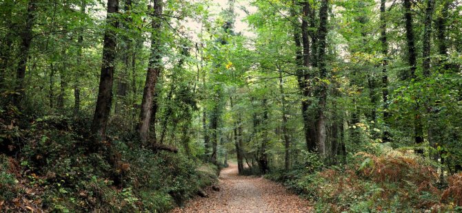 Sonbahar, huzurun adresi Ormanya’da bir başka