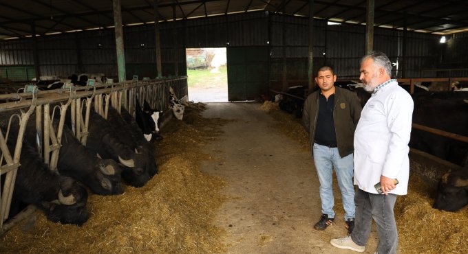 Kocaeli’de manda sayısı Büyükşehir’in desteğiyle artıyor