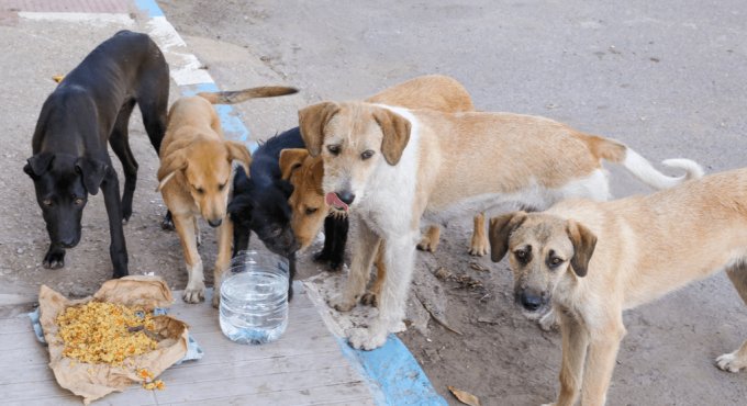 Sokak köpeklerini beslemek yasaklandı