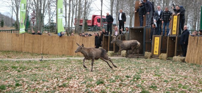 8 kızıl geyik daha Kuzuyayla’da doğaya salındı