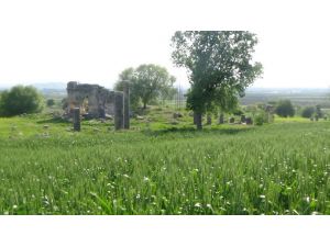 Antik Kentin Ortasına Buğday Ektiler