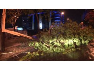İstanbul’da Fırtına Ağaçları Devirdi