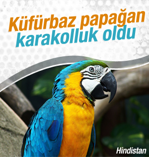 Papağan gözaltına alındı