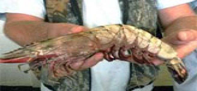 Sezon Başladı, Kilosu 80 Lira