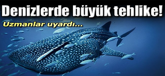Denizlerde büyük tehlike!