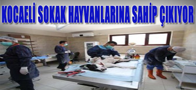 Kocaeli Sokak Hayvanlarına Sahip Çıkıyor