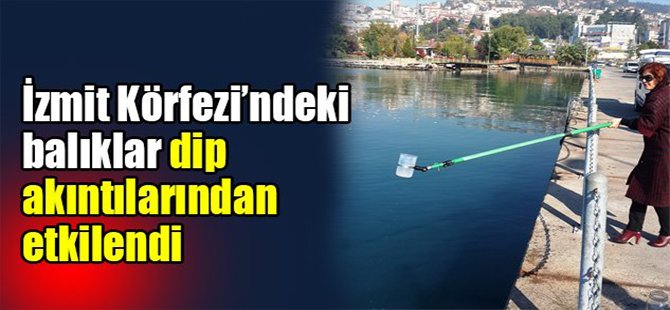 İzmit Körfezi’ndeki balıklar dip akıntılarından etkilendi