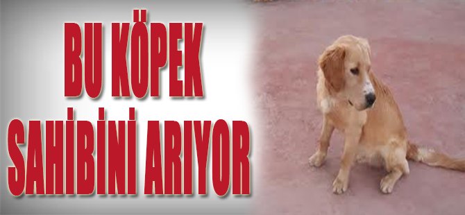 Bu Köpek Sahibini Arıyor