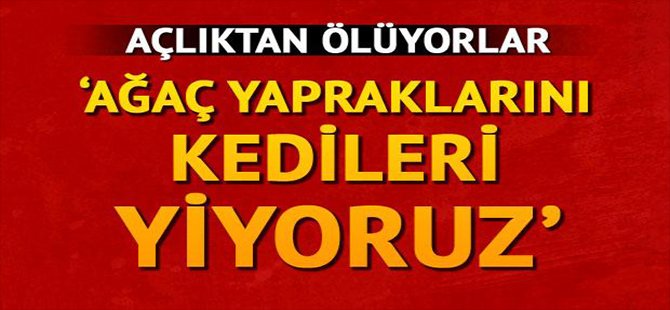 Açlıktan Ölüyoruz 'Ağaç Yapraklarını Kedileri Yiyoruz'