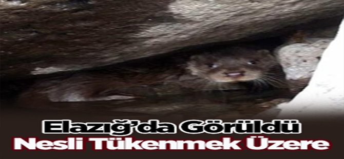Nesli Tükenmek Üzere, Elazığ'da Görüldü