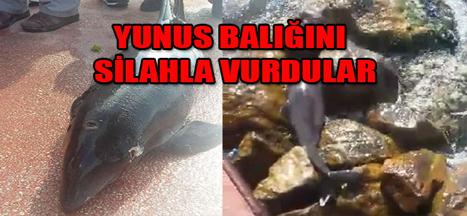 YUNUS BALIĞINI SİLAHLA VURDULAR !