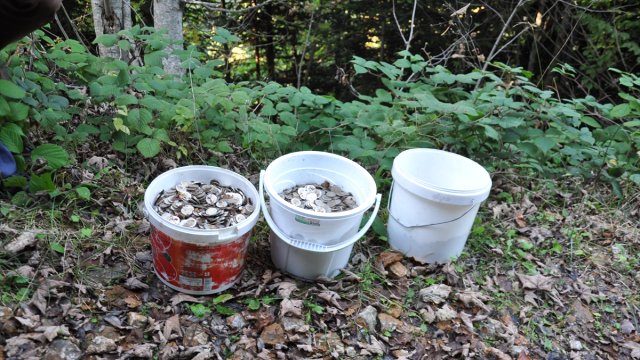 Mantar Yerine Bozuk Para Topladılar