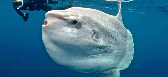 Marmaris'te yarım tonluk "ay balığı" turistleri şaşırttı