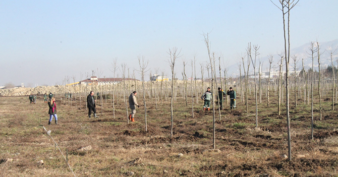 Başiskele Yeniköy Rekreasyon Alanı ağaçlandırılıyor