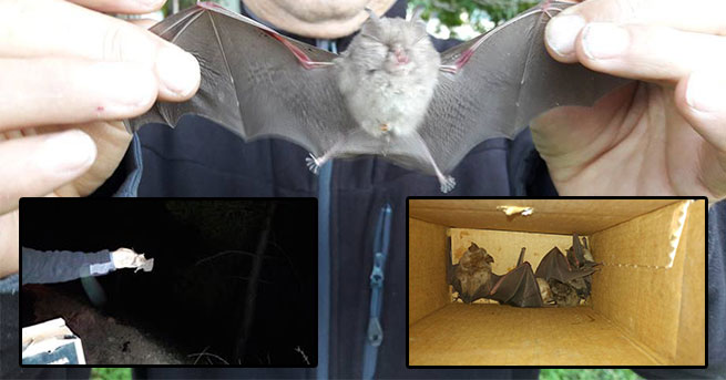 Yarasa satarken yakalandı