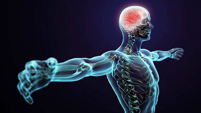 İnsan vücudunda yeni bir organ keşfedildi