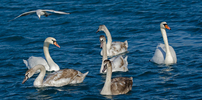 İstanbul Boğazı’nın yeni misafirleri kuğular oldu.