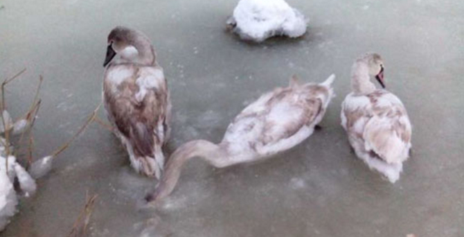 Donan göle saplanan kuğular kurtarıldı
