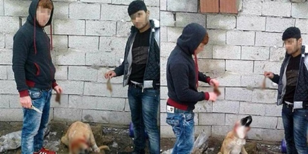 Yavru köpeğin kulağını kesenlere para cezası