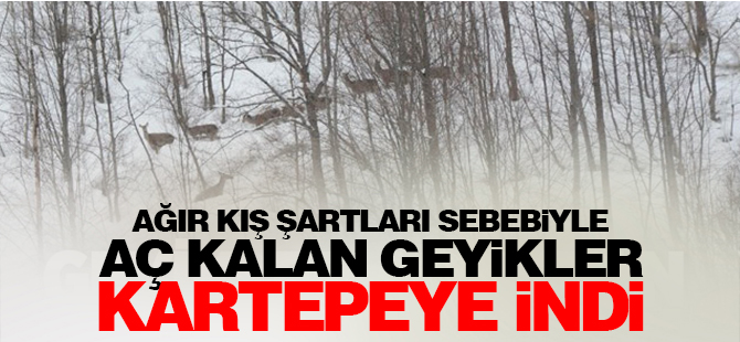 Ağır kış şartları sebebiyle aç kalan geyikler Kartepe'ye indi